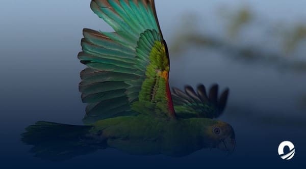 Nueva Esparta cotorra margariteña liberación
