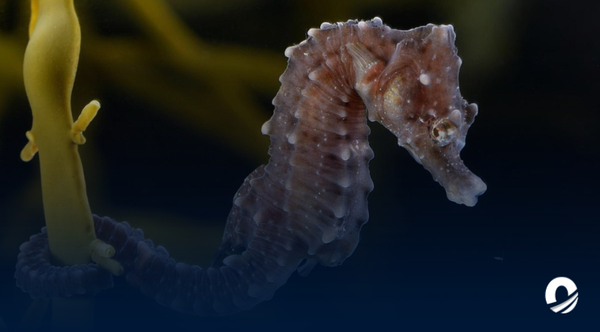 600 caballitos de mar fueron liberados en parque nacional de Nueva Esparta