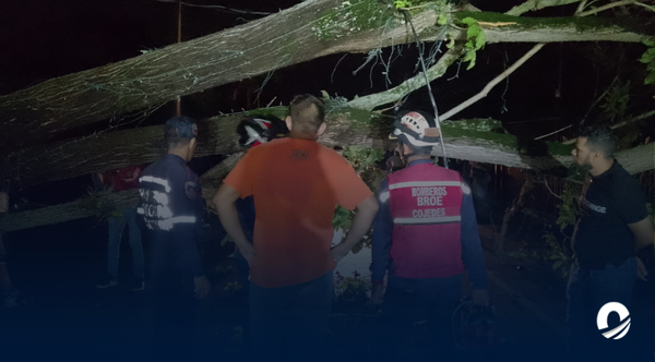 Hombre murió tras caerle un árbol encima en Cojedes