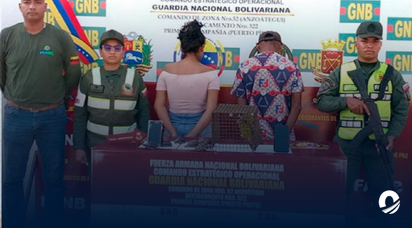 Dos detenidos por presunto comercio ilegal de fauna silvestre en Anzoátegui