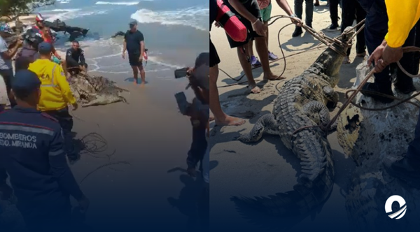 Hallaron un caimán en una playa de Higuerote