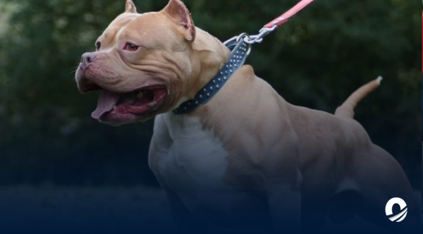 Niño de 3 años fue atacado por un perro en el rostro en Maturín