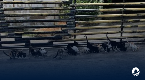NUEVA ESPARTA | Vecinos alertaron proliferación de gatos en la urbanización Jorge Coll