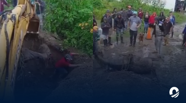 Rescataron una yegua que cayó en un hueco de dos metros en La Grita
