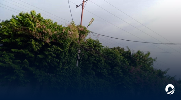 Anzoátegui | Árboles afectan tendido eléctrico en el sector Inces en El Tigre