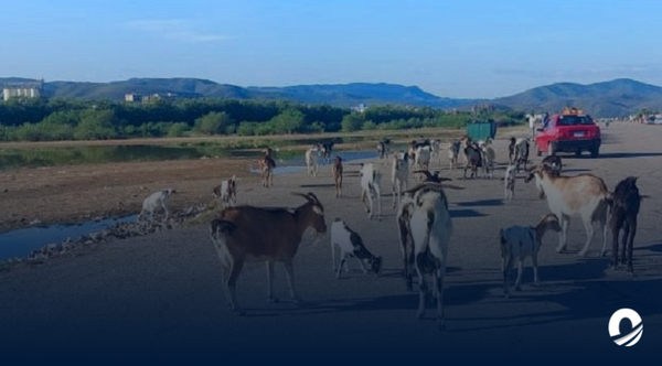 SUCRE | Cumaneses alertaron sobre la creciente presencia de animales en el Aeropuerto Viejo  