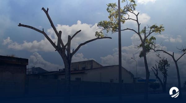 Lomas del Viento Maturín árboles podados