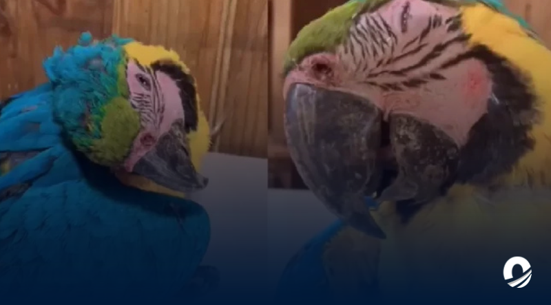 Ministerio Público investigará muerte de guacamayas por impacto en canchas de pádel