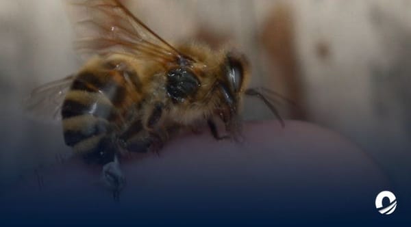 Mujer murió tras ser atacada por un enjambre de abejas en Maracay