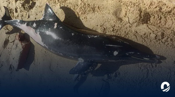 Autoridades investigarán la muerte de delfines varados en costas de Carúpano