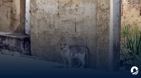 Las Marías Maturín envenenamiento gatos