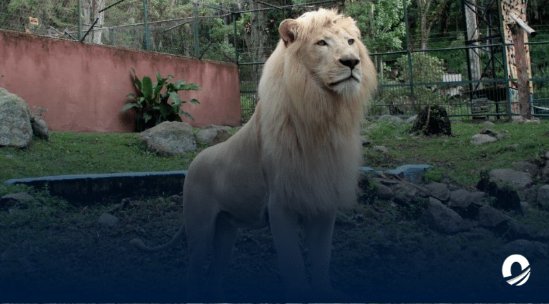 Vigilante de zoológico en Mérida perdió su brazo tras acariciar a un león