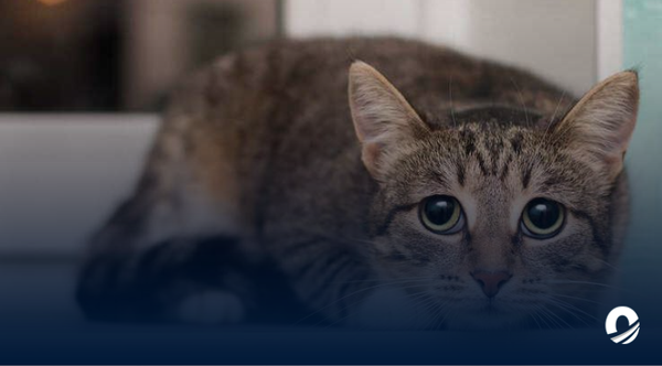 Reportaron envenenamiento de 16 gatos en una urbanización de Maturín