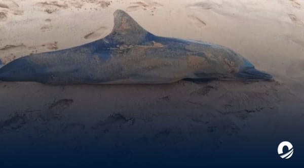 Al menos 20 delfines muertos encendieron las alarmas en Carúpano